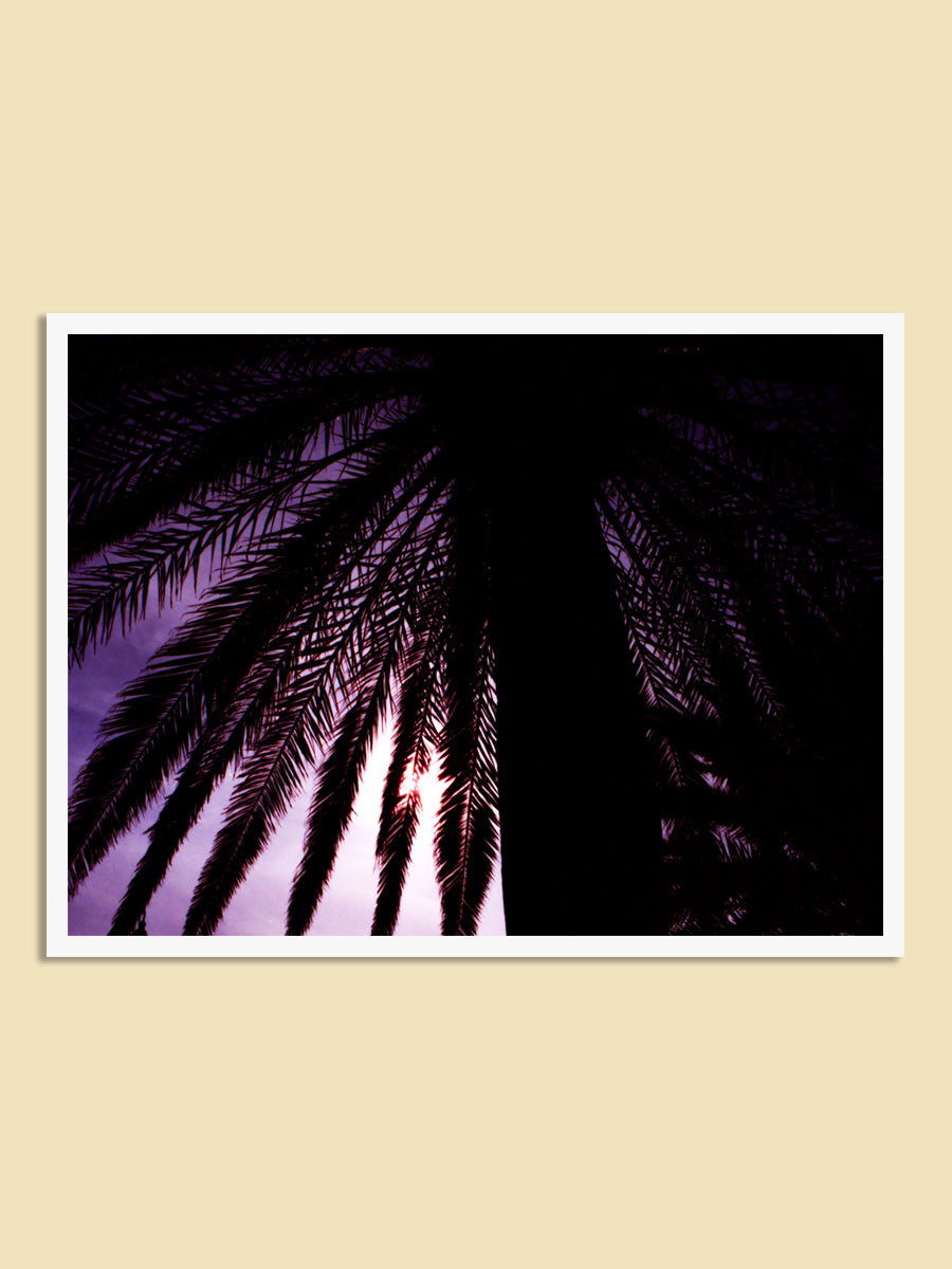 Italian Sunset Palm