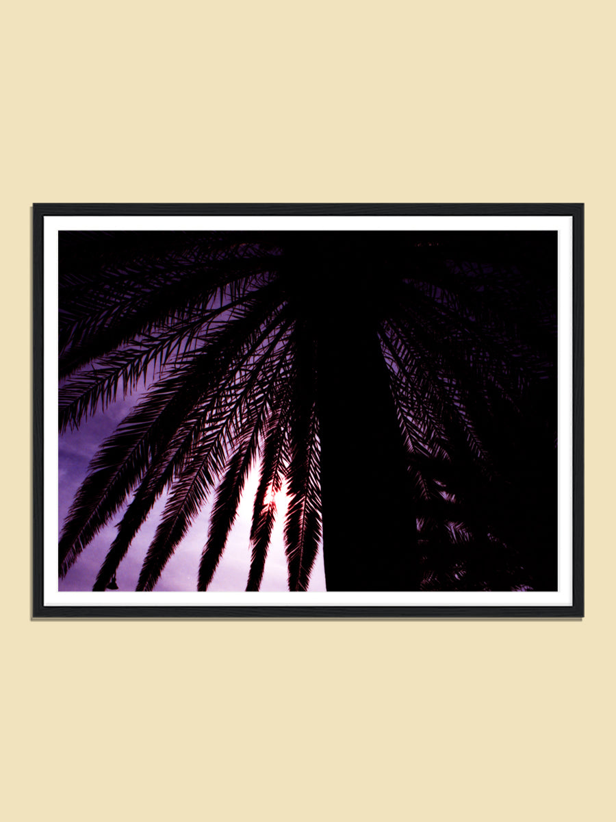 Italian Sunset Palm